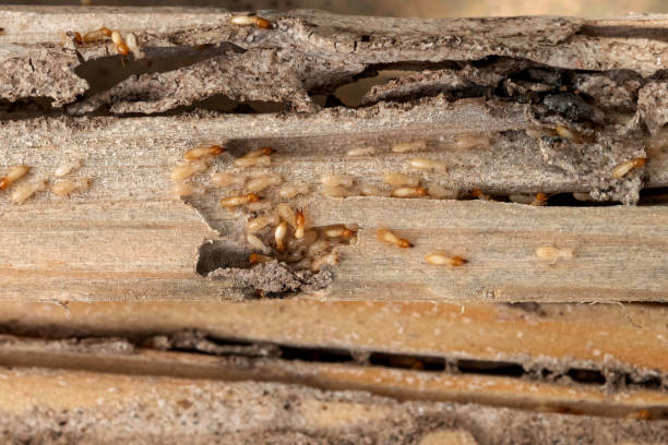 Best Commercial Pest Control Services  in Madera Ranchos, CA