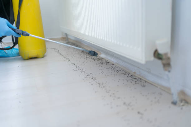 Best Local Pest Control Services  in Madera Ranchos, CA